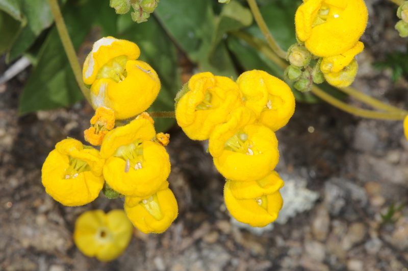 Calceolaria volckmannii, photographed by aacocucci