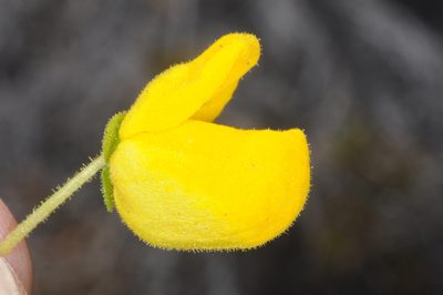 Calceolaria volckmannii, photographed by aacocucci