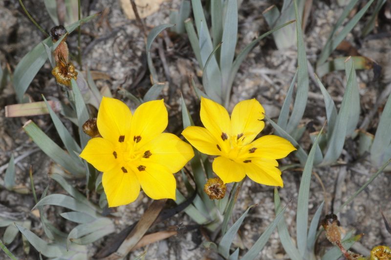 Sisyrinchium laetum, photographed by aacocucci