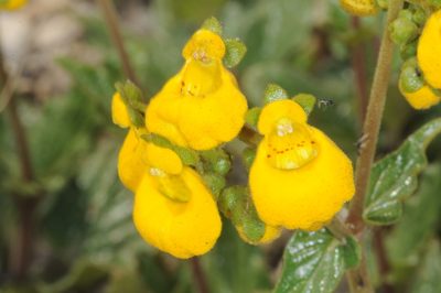 Calceolaria germainii, photographed by aacocucci