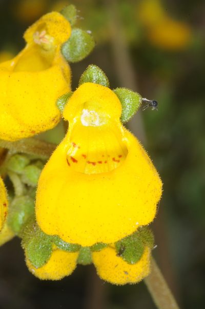 Calceolaria germainii, photographed by aacocucci