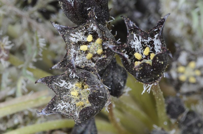Jaborosa leucotricha, photographed by aacocucci