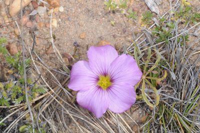 Oxalis laciniata, photographed by aacocucci