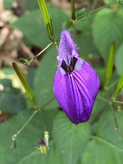 Brillantaisia lamium, photographed by Jean-Paul Boerekamps