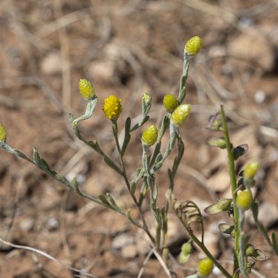 Angianthus tomentosus, photographed by Kym Nicolson
