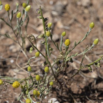 Angianthus tomentosus, photographed by Kym Nicolson