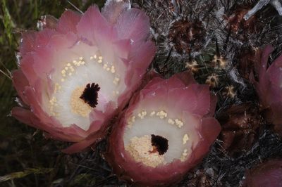 Austrocactus bertinii, photographed by aacocucci