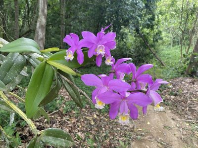 Cattleya harrisoniana, photographed by Jean-Paul Boerekamps