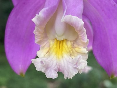 Cattleya harrisoniana, photographed by Jean-Paul Boerekamps