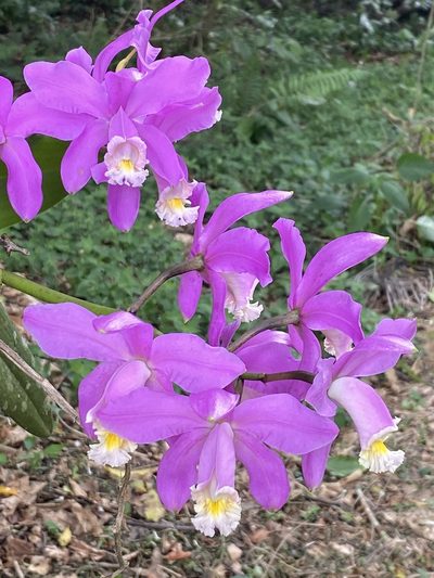 Cattleya harrisoniana, photographed by Jean-Paul Boerekamps