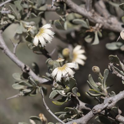 Scaevola spinescens, photographed by Kym Nicolson