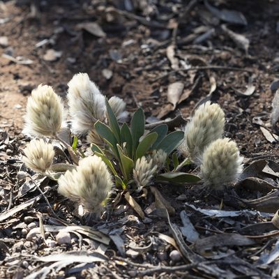 Ptilotus seminudus, photographed by Kym Nicolson