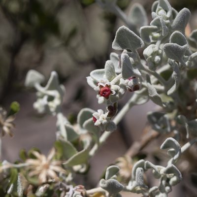 Chenopodium curvispicatum, photographed by Kym Nicolson