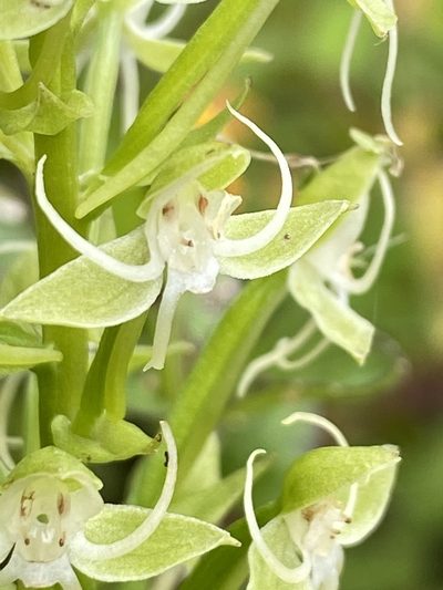 Habenaria achnantha, photographed by Jean-Paul Boerekamps