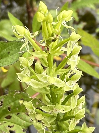 Habenaria achnantha, photographed by Jean-Paul Boerekamps