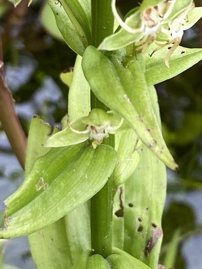 Habenaria achnantha, photographed by Jean-Paul Boerekamps