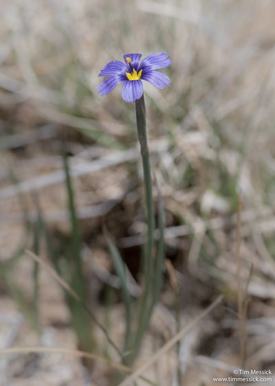 Sisyrinchium halophilum, photographed by Tim Messick