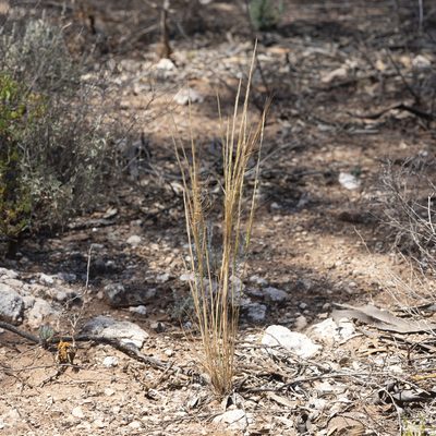 Austrostipa nitida, photographed by Kym Nicolson