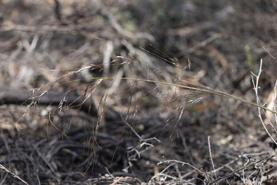 Austrostipa acrociliata, photographed by Kym Nicolson