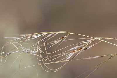 Austrostipa eremophila, photographed by Kym Nicolson