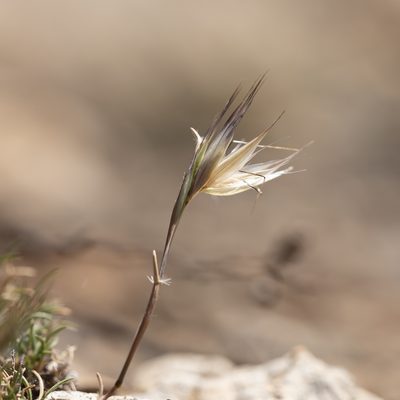Rytidosperma caespitosum, photographed by Kym Nicolson