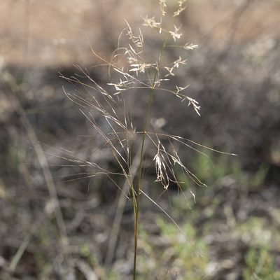 Austrostipa acrociliata, photographed by Kym Nicolson