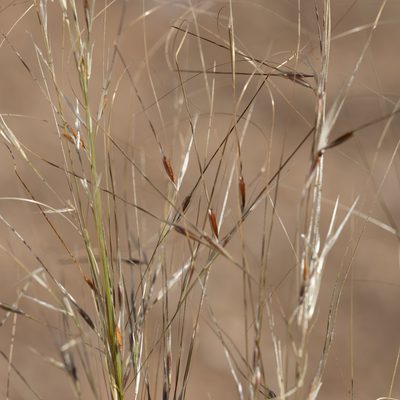 Austrostipa eremophila, photographed by Kym Nicolson