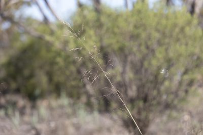 Austrostipa acrociliata, photographed by Kym Nicolson