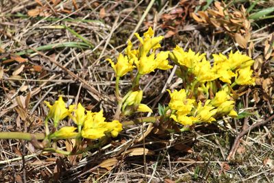 Cyrtochilum revolutum, photographed by GERMAN LEONEL SARMIENTO CRUZ