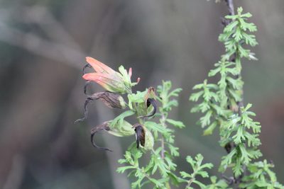 Castilleja fissifolia, photographed by GERMAN LEONEL SARMIENTO CRUZ