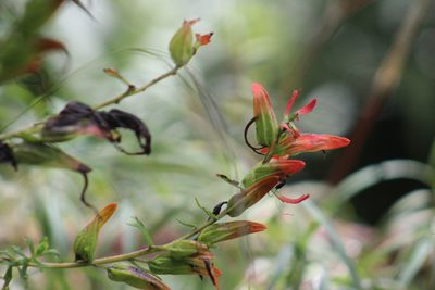 Castilleja fissifolia, photographed by GERMAN LEONEL SARMIENTO CRUZ