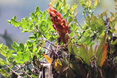 Tillandsia turneri, photographed by GERMAN LEONEL SARMIENTO CRUZ