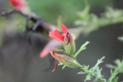 Castilleja fissifolia, photographed by GERMAN LEONEL SARMIENTO CRUZ