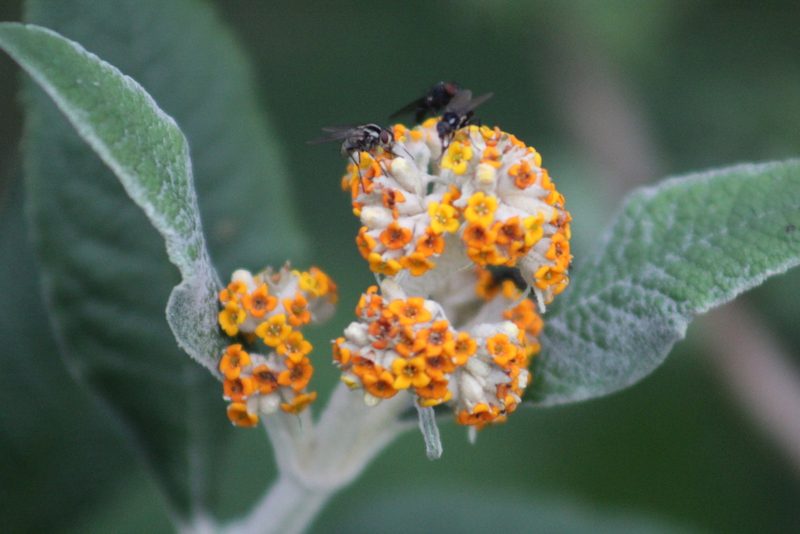 Buddleja bullata, photographed by GERMAN LEONEL SARMIENTO CRUZ