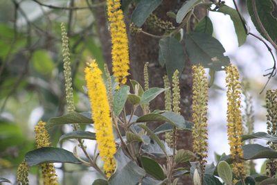 Abatia parviflora, photographed by GERMAN LEONEL SARMIENTO CRUZ