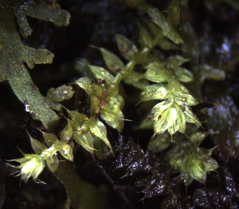 Racopilum robustum, photographed by John Steel