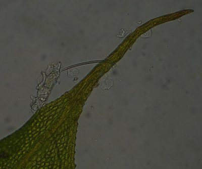 Racopilum robustum, photographed by John Steel