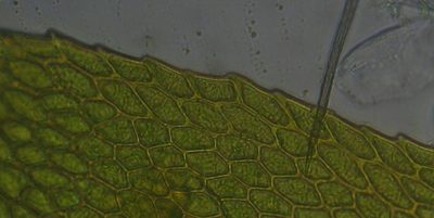 Racopilum robustum, photographed by John Steel