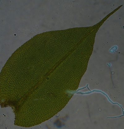 Racopilum robustum, photographed by John Steel
