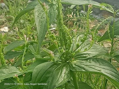 Spigelia anthelmia, photographed by Ong Jyh Seng