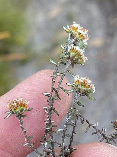 Stoebe laxifolia, photographed by Dave U