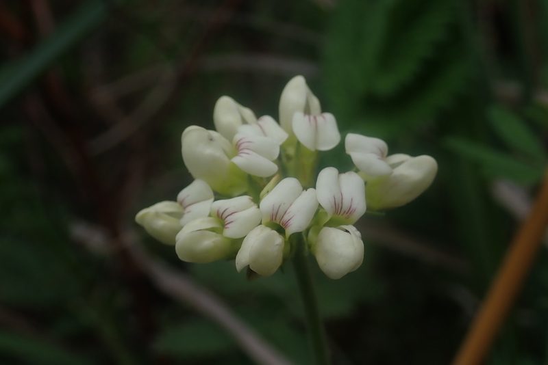 Lotus discolor, photographed by Jimmy Whatmore