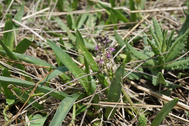 Ledebouria cooperi, photographed by Andrew Hankey
