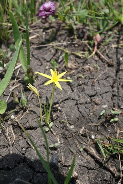 Empodium elongatum, photographed by Andrew Hankey
