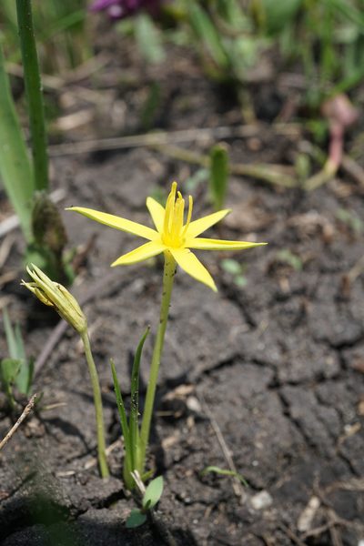 Empodium elongatum, photographed by Andrew Hankey