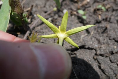 Empodium elongatum, photographed by Andrew Hankey