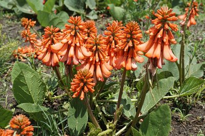 Erythrina zeyheri, photographed by Andrew Hankey