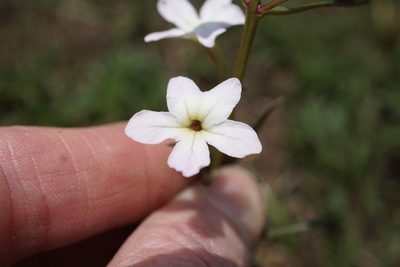 Cycnium tubulosum, photographed by Andrew Hankey