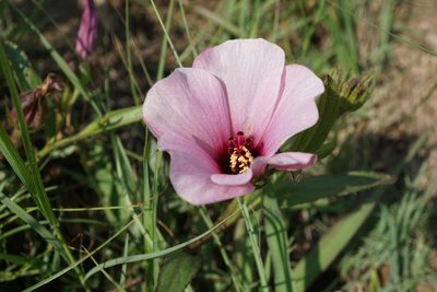 Hibiscus malacospermus, photographed by Andrew Hankey