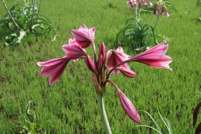 Crinum bulbispermum, photographed by Andrew Hankey
